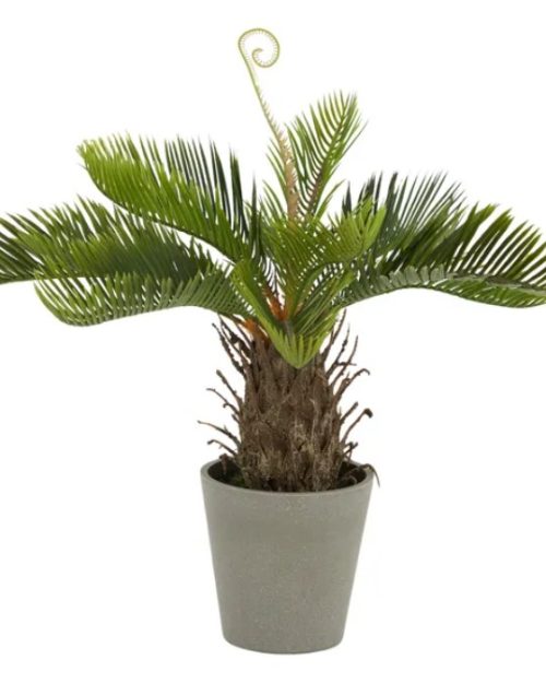 Cycad 50cm with pot 13x12.5cm