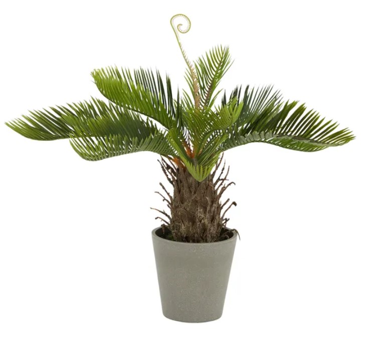 Cycad 50cm with pot 13x12.5cm
