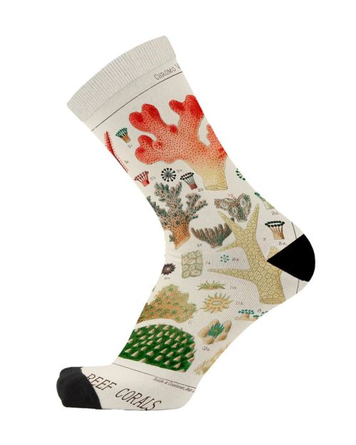 Socks - Sea Scholar Unisex
