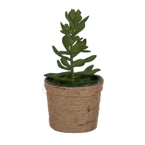 Succulent with Rope Pot