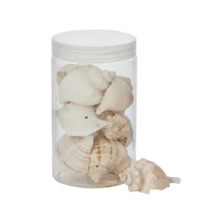 Conch Seashells 350g